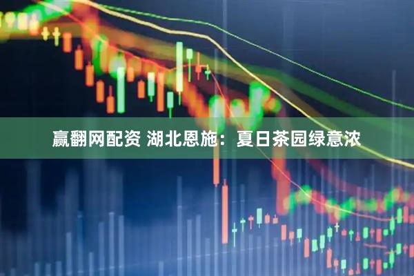 赢翻网配资 湖北恩施：夏日茶园绿意浓