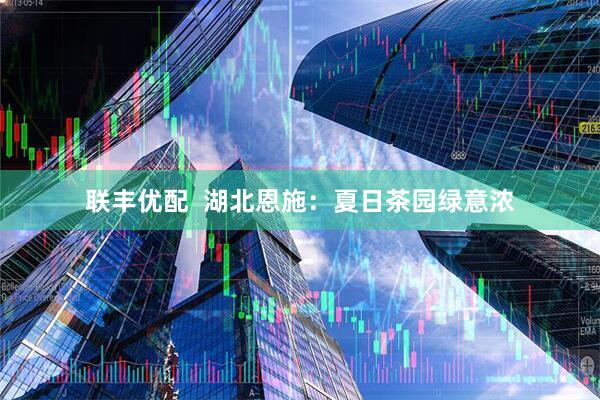 联丰优配  湖北恩施：夏日茶园绿意浓